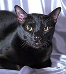 Бомбейская кошка