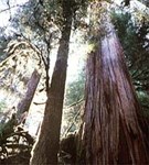 Британская Колумбия (лес)