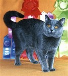 Британская голубая кошка