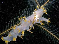 Брюхоногие (Заднежаберный моллюск)