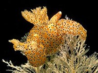 Брюхоногие (Заднежаберный моллюск вида Thecacera pennigera)