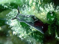 Брюхоногие (Зеленая элизия)