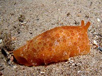 Брюхоногие (Плевробранхус)