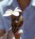 Брюхоногие (Сухопутная улитка)