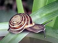 Брюхоногие (улитка садовая)