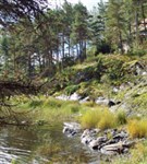 Валаамские острова (дом в лесу)