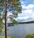 Валаамские острова (сосна)