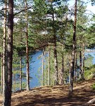 Валаамские острова (сосны)