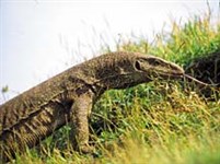 Варан бенгальский