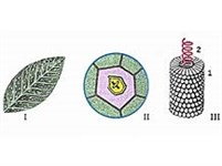 Вирусология (вирус табачной мозаики)