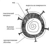 Вирус (общая структура)