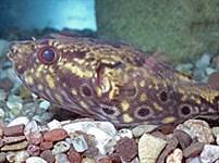 Восьмерочный тетраодон (Tetraodon steindachneri)