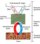 Газообмен между внешней средой и организмом