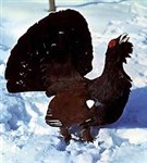 Глухарь (на току)