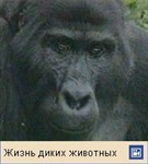 Горилла (видео)