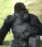 Горилла (самец)