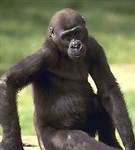 Горилла (самка)