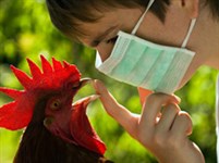 Грипп (птичий грипп)