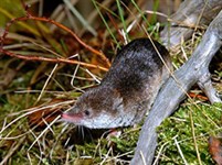 Грызуны (бурозубка)