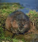 Грызуны (ондатра)