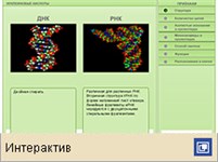 Дезоксирибонуклеиновые кислоты (сравнительная характеристика)