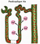 Деятельность противоточного механизма в почках