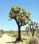 Джошуа-Три (национальный парк)