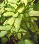 Диффенбахия (Camilla)