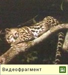 Длиннохвостая кошка (видео)