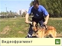 Дрессировка собак (видео)