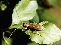 Дровосеки (Усач)