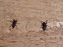 Дровосеки (Усач длинноусый)