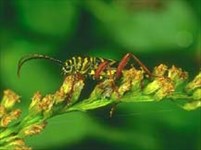 Дровосеки (жук-усач)