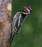 Дятлы (желтобрюхий дятел-сосун)