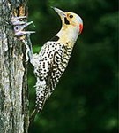 Дятлы (золотой шилоклювый дятел)