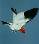 Дятлы (красноголовый дятел)