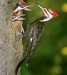 Дятлы (хохлатая желна)