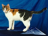 Европейская короткошерстная кошка (черепаховая пятнистая)