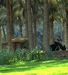 Египет (оазис Эль Бадрашин)