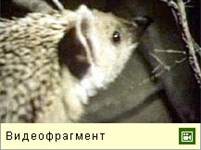 Еж ушастый (видео)