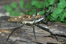 Жук-усач (Batocera rufomaculata)