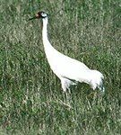 Журавли (американский журавль)