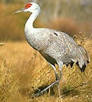 Журавли (канадский журавль)