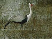 Журавли (сережчатый)