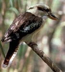 Зимородки (гигантский зимородок)