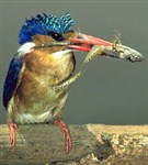 Зимородки (малахитовый зимородок)