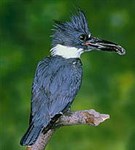 Зимородки (опоясанный зимородок)