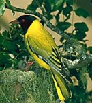 Иволга (африканская)