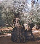 Иерусалим (Гефсиманский сад)