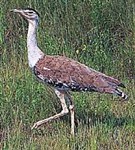 Индийская дрофа (Choriotis nigriceps)